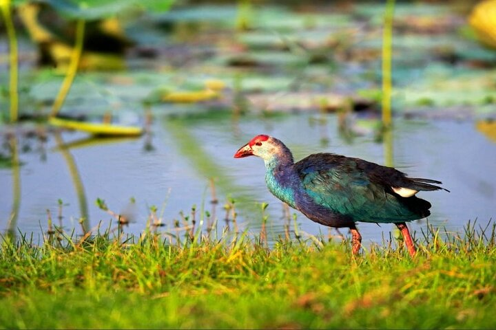 Kalametiya Bird Sanctuary - Sri Lanka